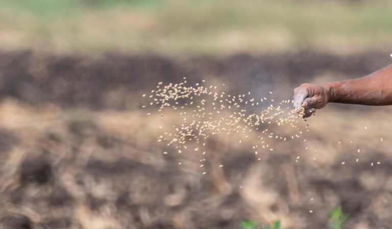 The Sower